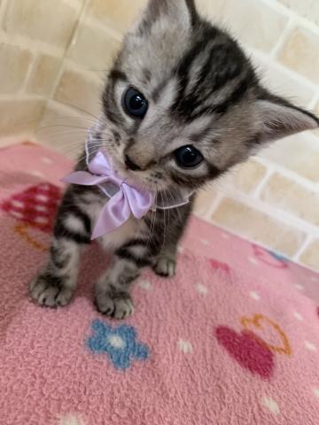 マンチカン長足