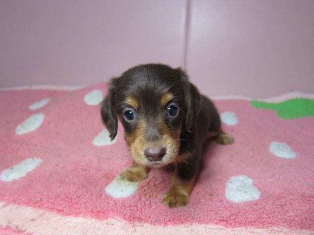 ミニチュアダックスフンド