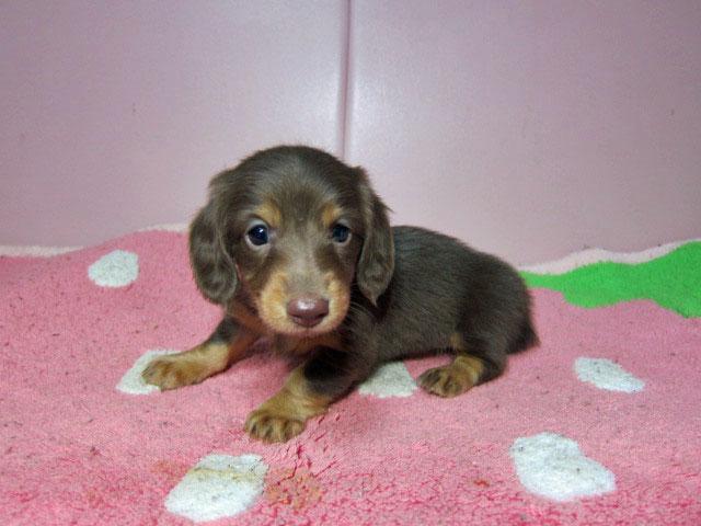 ミニチュアダックスフンド