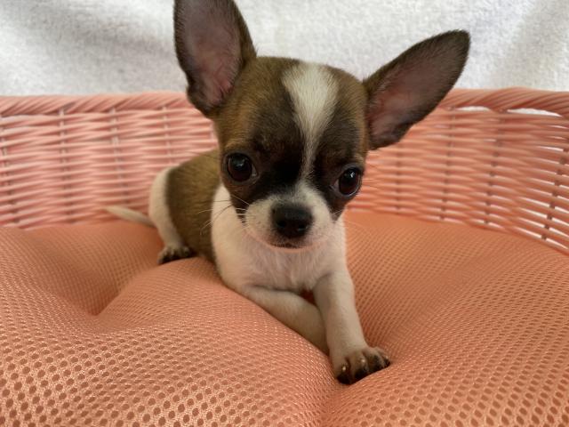 チワワ（スムースコート）