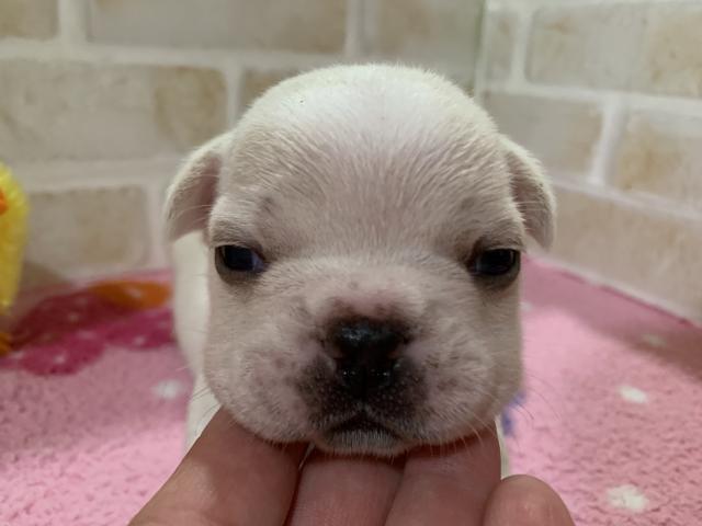 フレンチブルドッグ