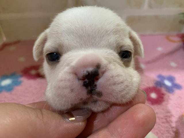 フレンチブルドッグ