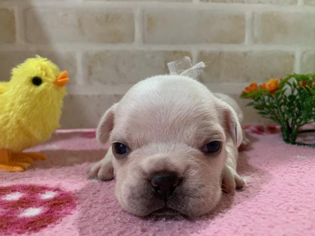 フレンチブルドッグ