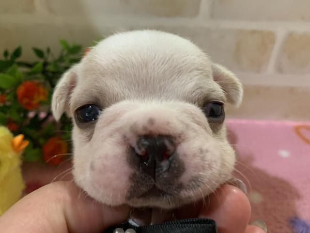 フレンチブルドッグ