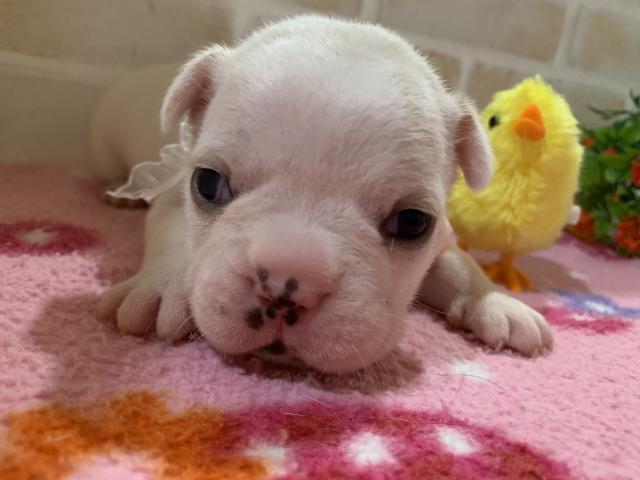 フレンチブルドッグ