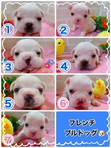 フレンチブルドッグ