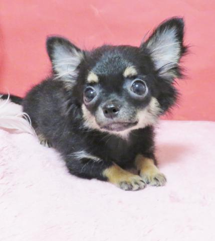 チワワ(ロングコート)