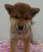 柴犬