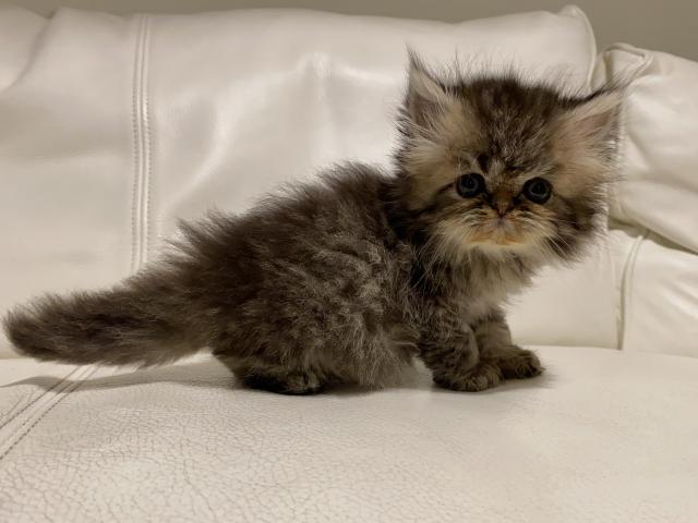 エキゾチックショートヘアー