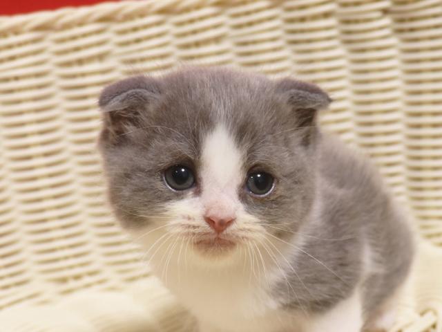 スコティッシュフォールド