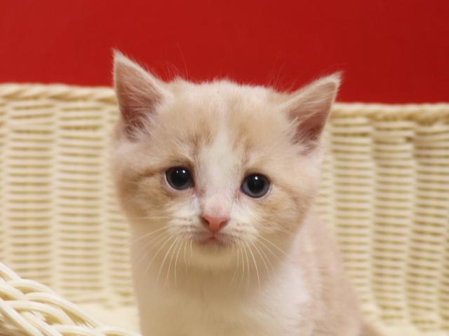 スコティッシュフォールド