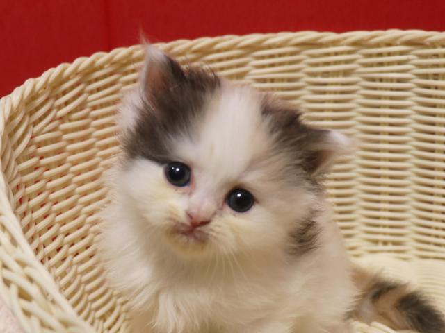 スコティッシュフォールド