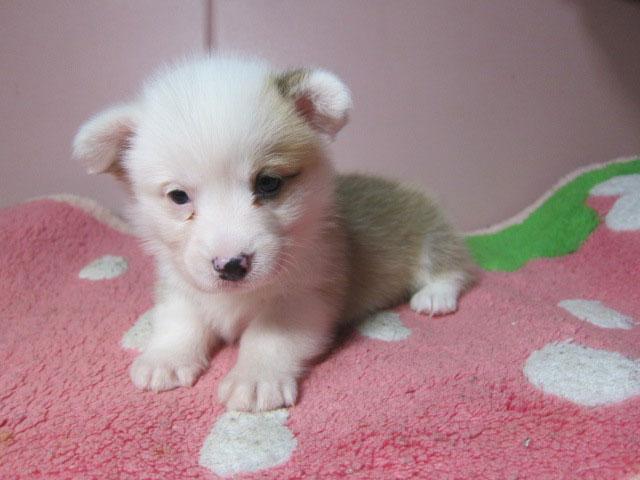 ウェルシュコーギーペンブローク