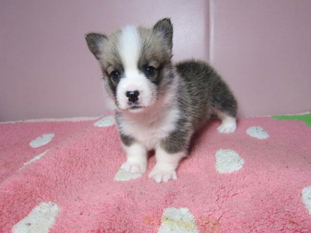 ウェルシュコーギーペンブローク