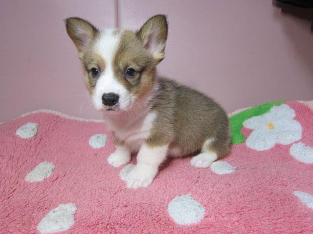 ウェルシュコーギーペンブローク