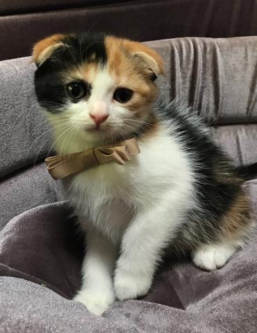 スコティッシュフォールド