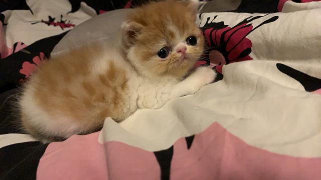 エキゾチックショートヘアー