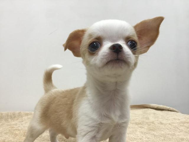 スタイルパウズ川口店 埼玉県 子犬や子猫たちのペット販売情報が満載 ペットステーション スタイルパウズ川口店 埼玉県 子犬や子猫たちのペット販売情報が満載 ペットステーション