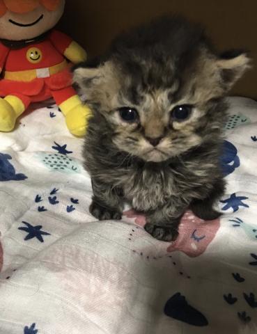 セルカークレックス