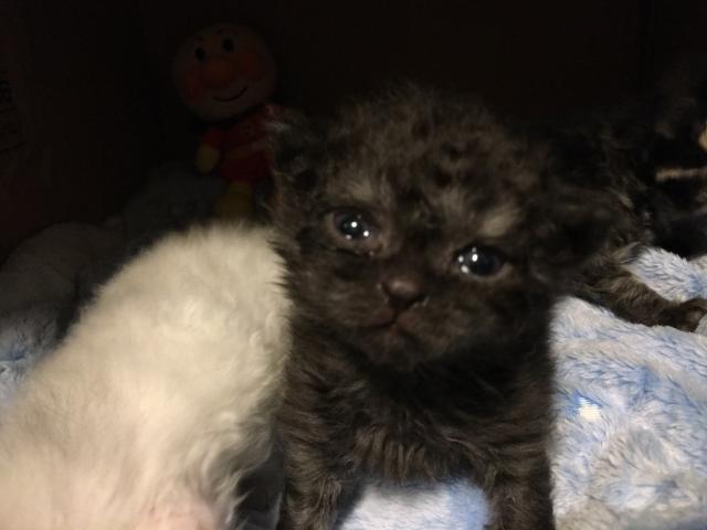 セルカークレックス