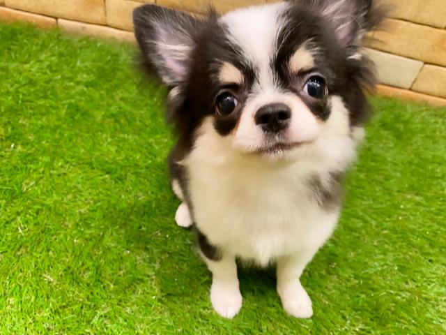 チワワ（ロングコート）