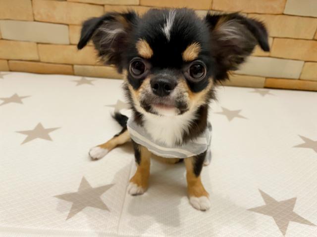 チワワ（ロングコート）