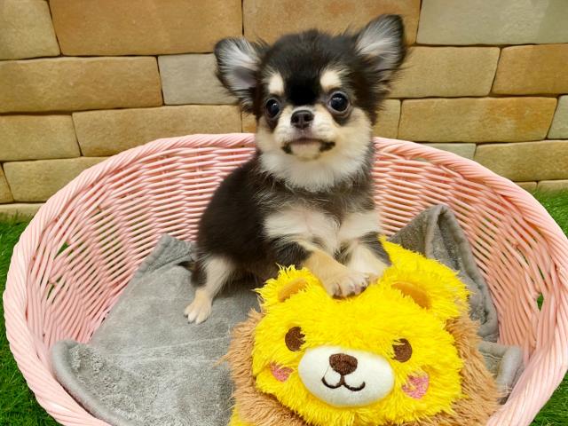 チワワ（ロングコート）