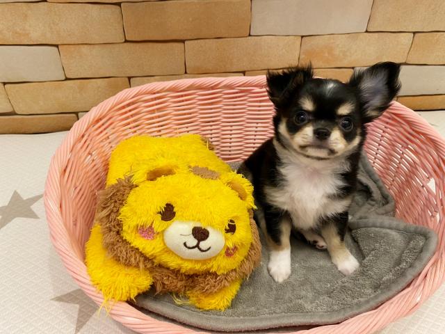 チワワ(ロングコート)