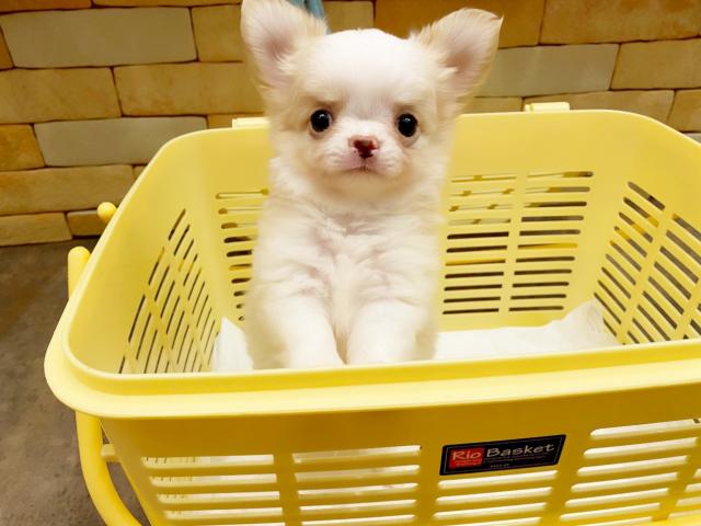 チワワ（ロングコート）