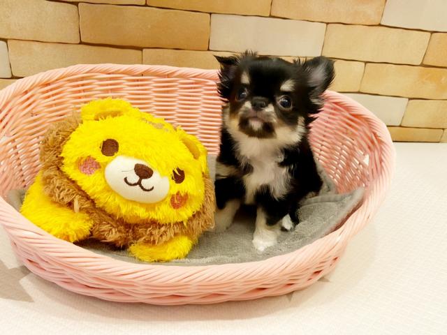 チワワ(ロングコート)