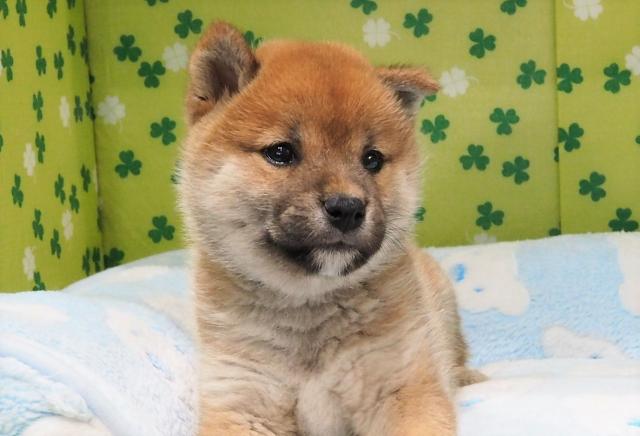 柴犬