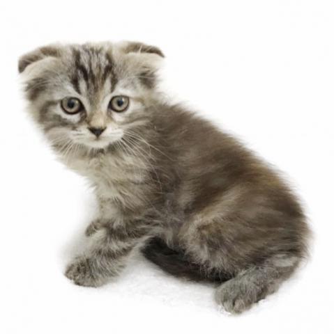 スコティッシュフォールド