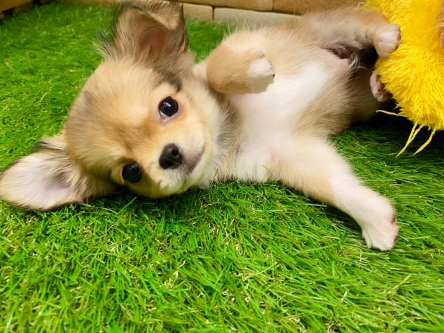 チワワ（ロングコート）