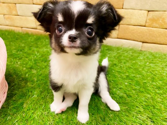 チワワ（ロングコート）