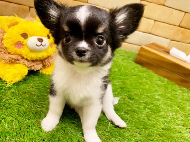 チワワ(ロングコート)