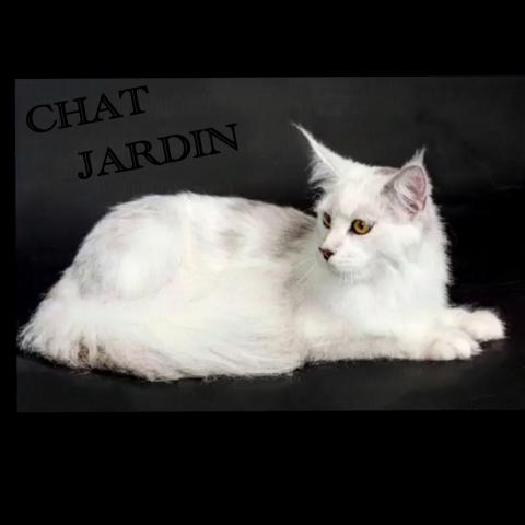 Cattery CHAT JARDIN