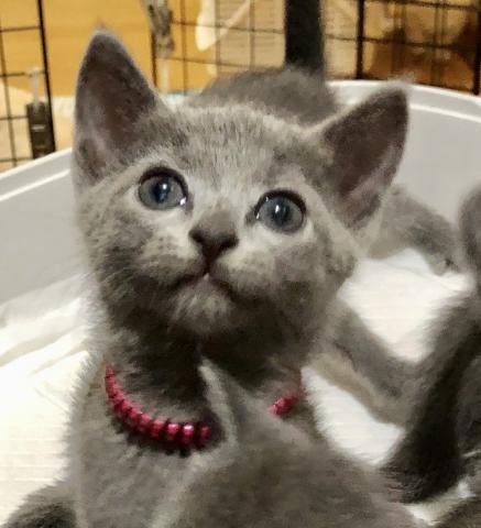 ロシアンブルー