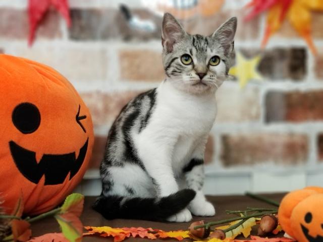 アメリカンショートヘアー