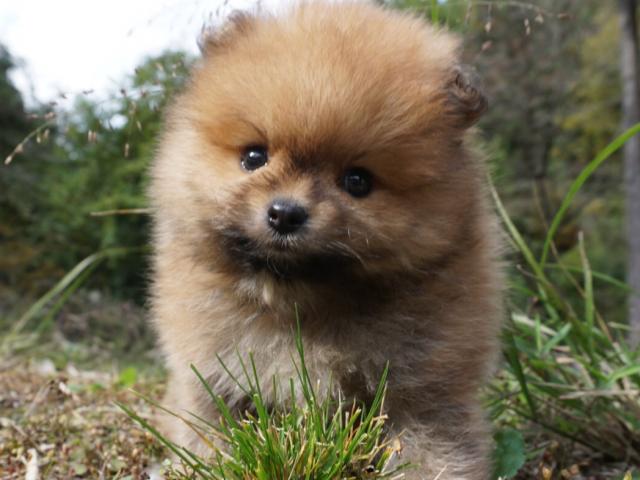 ポメラニアン