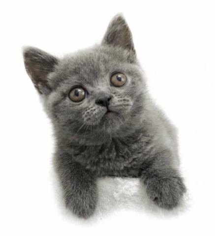 ブリティッシュショートヘア