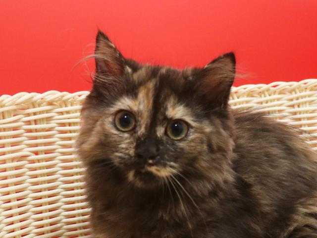 ミヌエット（旧ナポレオン）