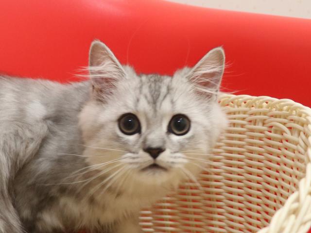 ミヌエット（旧ナポレオン）