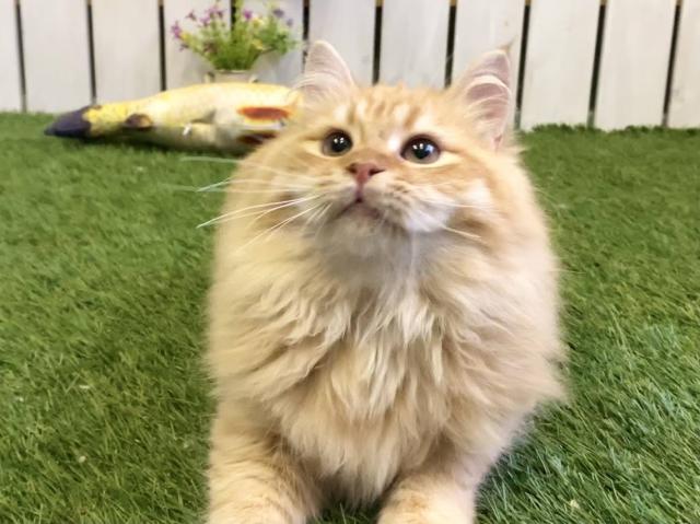 サイベリアン☆話題の神メソッド猫☆脱力お手入れ動画掲載