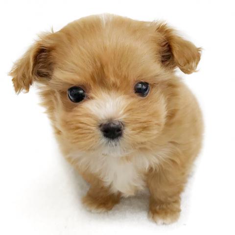 MIX　★トイプードル×マルチーズ★