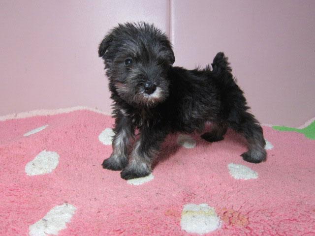 ミニチュアシュナウザー