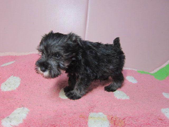 ミニチュアシュナウザー