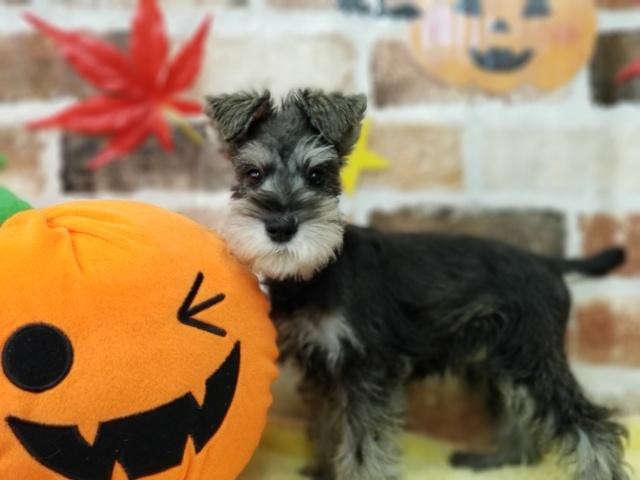 ミニチュアシュナウザー