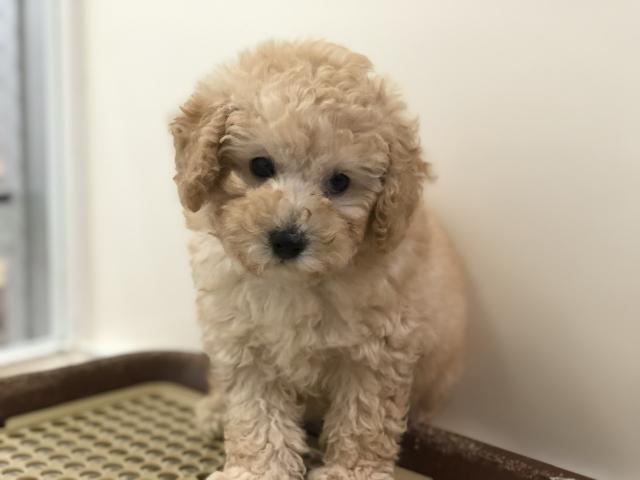 トイプードル