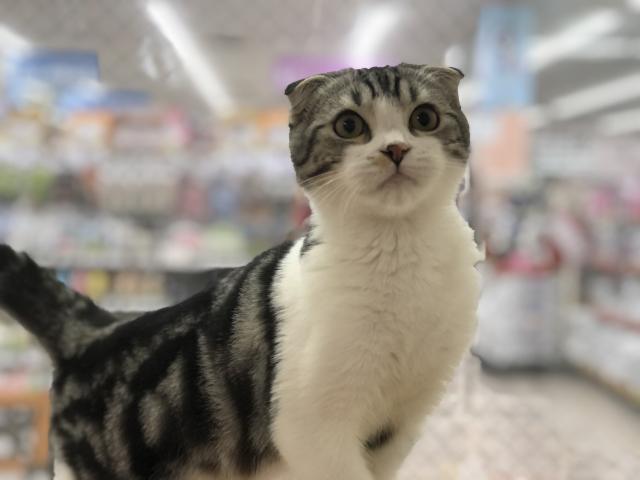 スコティッシュフォールド