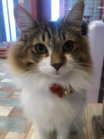 ノルウェージャンフォレストキャット